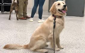 Maybe you would like to learn more about one of these? The Anti Cruelty Society New Training Classes At The Society