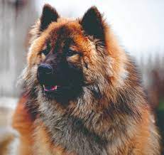 Opera linux release and google play. Rasse Des Monats Eurasier Vdh De