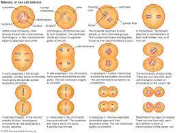 A process that happens to all body cells (eg. Meiosis Terminology Answers Meiosis Worksheets Vocabulary Answer Key It Divides Each Haploid Meiotic Cell Into Two Daughter Cell Apartment Mexico