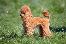 Maybe you would like to learn more about one of these? Poodle Toy Dog Breed Information American Kennel Club