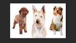 AKC Marketplace - Your Expert Source for Canine Connections