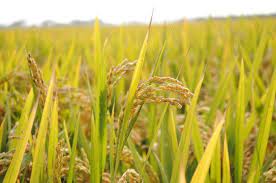 How To Grow Rice In 2020 Growing Rice Growing Spinach