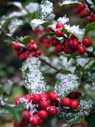 Holly Berry Winter Christmas Christmas Berries Holly Berries