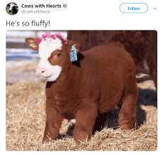 Cows Are The Most Wholesome Animal In The Universe 15 Tweets Cute Animals Cute Baby Cow Fluffy Cows