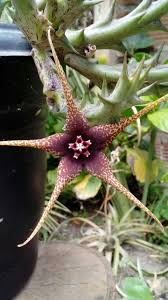 Image result for Crassula rhodesica