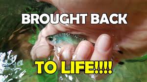 You Can Resuscitate A Fish Youtube
