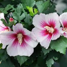 Image result for Hibiscus pusillus
