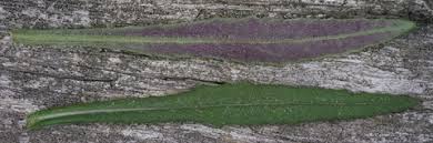 Image result for Senecio sp.no.4