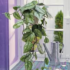 Zimmerpflanze Gefleckte Efeutute In 2020 Pflanzen Zimmerpflanzen Efeutute