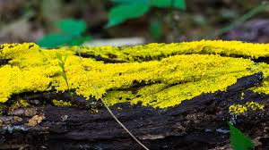 Yellow slime mold on tree. Eight Smart Things Slime Molds Can Do Without A Brain Nova Pbs
