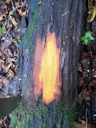 Image result for Centrolobium robustum