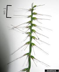 Image result for Oplismenus undulatifolius