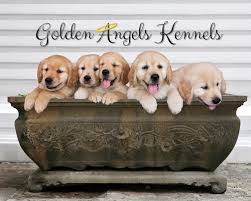 Welcome to winter ridge golden retrievers! Golden Angels Kennels Golden Retrievers Arizona