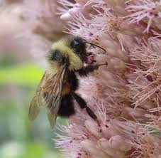 We did not find results for: Minnesota Homeowners Planted Acres Of Bee Pollinator Habitat Through New State Program Star Tribune