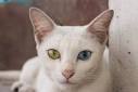 Khao Manee Cat Breed Information and Pictures - PetGuide