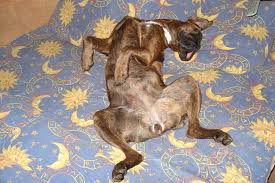 His birthday, what he did before fame, his family life, fun trivia facts, popularity rankings, and more. How Long Does It Take For A Dog To Decompose Buried Above Ground
