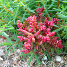 Image result for Halosarcia