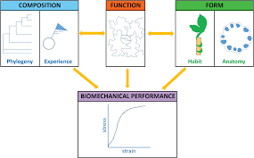 We did not find results for: Plant And Algal Structure From Cell Walls To Biomechanical Function Shtein 2018 Physiologia Plantarum Wiley Online Library