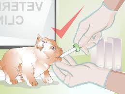They need to grow and learn before they can independently groom themselves properly. How To Save A Dying Kitten 12 Steps With Pictures Wikihow