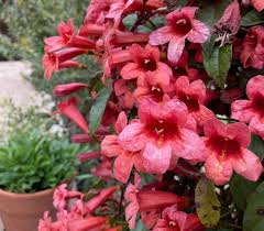 Image result for Sherbournia bignoniiflora