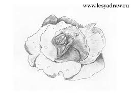 Ce reprezintă trandafirul în vis? Ce Frumos SÄƒ Desenezi Un Trandafir Cu Un Creion Pas Cu Pas Cum SÄƒ Desenezi Un Trandafir Cu Un Creion Pentru IncepÄƒtori