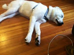 Both the anatolian shepherd and great pyrenees are livestock guarders, but they will turn their attention on small children and cats if they don't have sheep to protect. All About Great Pyrenees German Shepherd Mix Dog N Treats