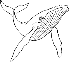 resultats de recherche d images pour dessin baleine a bosse walzeichnung buckelwal strichzeichnung coloriage jack vettriano