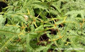 Image result for Dicranopteris elegantula