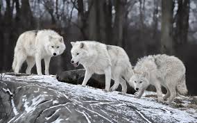 We did not find results for: White Wolves Pack Android Wallpapers