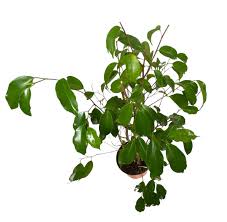 Image result for Ficus variifolia