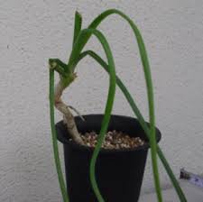 Image result for Aloe ballii