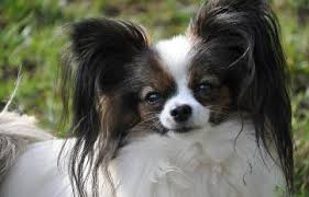 Stages Of Hair Growth In A Papillon Phalene Dog