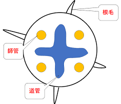 中1 中2生物 根 茎 葉のつくり 中学理科 ポイントまとめと整理