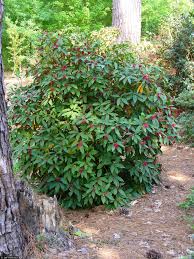 Florida anise tree illiaceae illicium floridanum ellis symbol: Florida Anise Florida Anise Is An Underused Native Shrub
