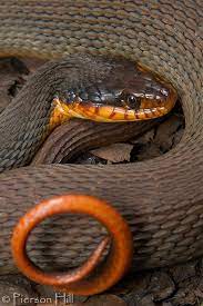 Redbelly Watersnake Nerodia Erythrogaster Erythrogaster Cute Snake Pics Of Snakes Amphibians
