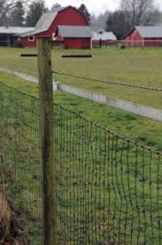 Upload, livestream, and create your own videos, all in hd. Best Horse Fencing Options Horse Fencing Backyard Fences Fence Landscaping