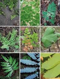 Image result for Adiantum