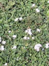 Image result for Cyphia richardsiae