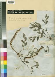 Image result for Burkea africana