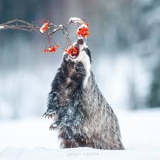 Zo is te zien hoe de rode panda's enthousiast rondlopen, springen en in de met sneeuw bedekte bomen slingeren. 900 Ideeen Over Animals In The Snow Dieren In De Sneeuw Dieren Sneeuw Schattige Dieren
