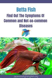 Common Betta Fish Disease Symptoms Japanesefightingfish Org Betta Fish Betta Fish Care Betta