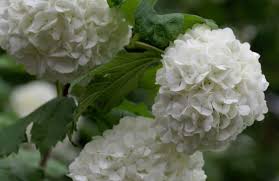 Deer resistant climbing flowering plants. 14 Pretty Vines That Deer Don T Like But You Will