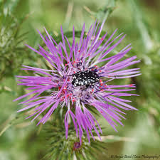 Image result for Berkheya bipinnatifida