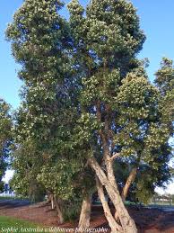 Image result for Melaleuca quinquenervia