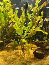 Image result for Aponogeton junceus