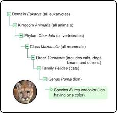 taxonomy chart showing the domain kingdom phylum order