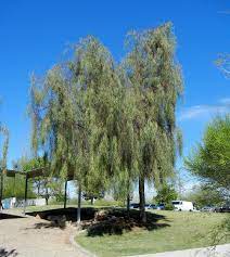 Click trees for arizona descriptons for alphabetical listing and descriptions Great Design Plant Acacia Stenophylla
