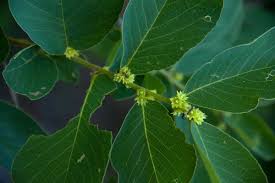 Image result for Bridelia mollis