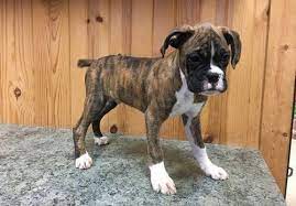 If you are interested in adoption a specific brla boxer, please fill out our adoption form as the first step. Boxer Puppies For Sale San Bernardino County Ca Boxer Puppies For Sale Boxer Puppies Puppies For Sale