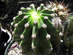 There are a plethora of benefits to having a cactus at home, helping to improve both your physical and mental cute indoor cacti that can make you feel relaxed, calm, and extremely happy! Growing Non Hardy Cacti In Cold Climates On Line Guide To The Positive Identification Of Members Of The Cactus Family